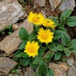 Schmucke Wegbegleiter