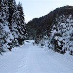 Der Winterwanderweg wird von schneeverhangenen Bäumen umsäumt