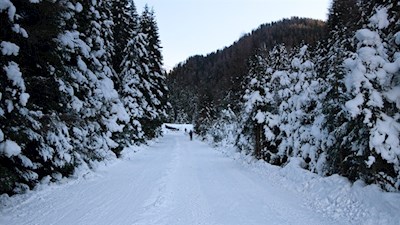 Der Winterwanderweg wird von schneeverhangenen Bäumen umsäumt
