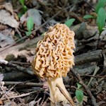 Morchel am Wegesrand