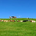 Kollektive Rast auf der Rodenecker Alm