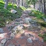 Der Waldpfad steigt ziemlich steil durch den stein- und wurzelbeschlagenen Wald an