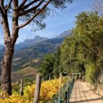 Auf Betreiben des Kurarztes, Anthropologen und Botanikers Franz Tappeiner angelegt, der Tappeinerweg in Meran