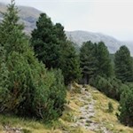 Allmählich lichtet sich der Wald...