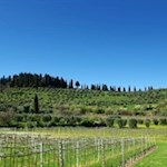 I dolci vigneti dell'entroterra di Bardolino