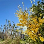 "Alles freuet sich und hoffet, wenn der Frühling sich erneut" (Friedrich Schiller)