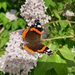 Im Frühling flattern zahlreiche Schmetterlinge in den Wiesen um Gasteig