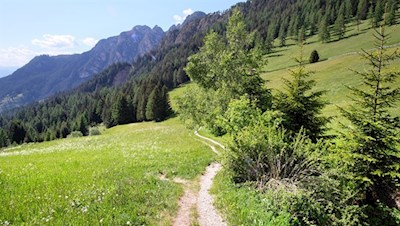 Der Anstieg zur Plafötsch Alm führt durch schöne Wiesen