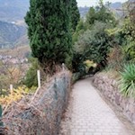 Die Oswaldpromenade wird von submediterraner Vegetation gesäumt