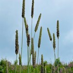 Naturimpressionen am Karersee