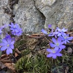 Leberblümchen im Frühling