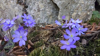 Leberblümchen im Frühling