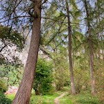Der Stocknertalweg verheißt auch an heißen Tagen Schatten