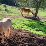 Haflinger am Wegesrand