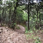 Die Abfahrt vom Monte Brione führt zunächst über einen schmalen und recht steinigen Waldweg