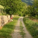 Saftige Wiesen, Obstbäume und Trockenmauern säumen den Weg nach Brixen