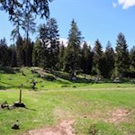 Durch Wald und Lichtungen zur Vöraner Alm