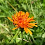 Gold-Pippau auf der Seiser Alm