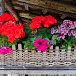 "Brennende Liab" ziert die Spisser Alm