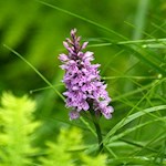 Liebliches Knabenkraut am Wegesrand