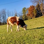 In den Wiesen um die St. Valentin Kirche weiden zufriedene Kühe