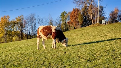 In den Wiesen um die St. Valentin Kirche weiden zufriedene Kühe