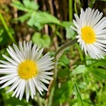 Gänseblümchen am Wegesrand