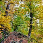 Herbstwanderung auf dem Ritten