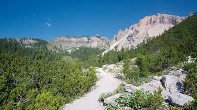 Durch die mit Latschenkiefern bewachsene Landschaft zur Lavarellahütte