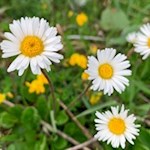 Zarte Gänseblümchen gedeihen in den Latemarwiesen