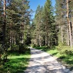 Auf zunächst sanftem Wege durch den Wald