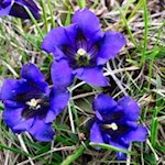 Auch der Enzian gedeiht auf der Medalges-Spitze