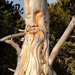 Holzriese am Wegesrand