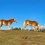 Haflinger vor der Kulisse des Schlern