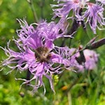 Auch die Pracht-Nelke gedeiht in den Wiesen um den Rosengarten