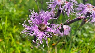 Auch die Pracht-Nelke gedeiht in den Wiesen um den Rosengarten