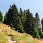 Die Wanderung auf die Platte führt durch Wiesen und Wälder