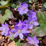 Leberblümchen im Frühlingstal