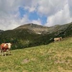 Beständige Wegbegleiter auf dem Weg zum Karspitz
