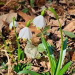 Märzenbecher-im-Frühlingstal