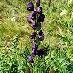 Auch der Eisenhut gedeiht in den sanften Bergwiesen