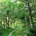Unsere Wanderung führt durch lichte Haine und Wiesen