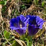 Der tiefblaue Enzian gedeiht in den Aferer Wiesen