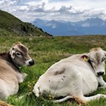 Zufriedene Weidekühe unterhalb der Radlseehütte