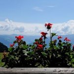 "Brennende Liab" schmückt die Terrasse der Zirmaitalm