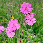 Auch Nelken sind in den Gadertaler Wiesen anzutreffen