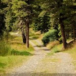 Auf dem Zirbelkieferweg