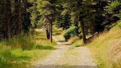 Auf dem Zirbelkieferweg