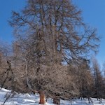 Anmutige Lärche neben der Stumpfalm