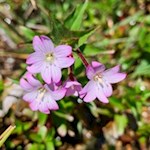 Zarte Blumen gedeihen an den Hängen des Sattelberg